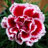 Carnation Swing Carnation Swing