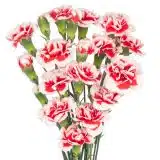 Carnation Swing Carnation Swing