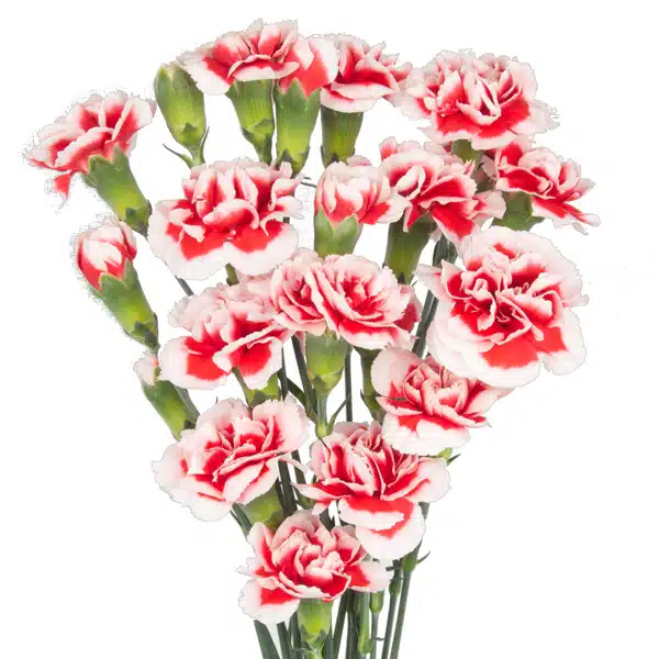 Carnation Swing Carnation Swing