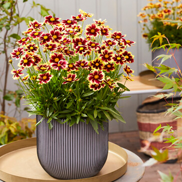 Coreopsis Solar Fancy Coreopsis Solar Fancy