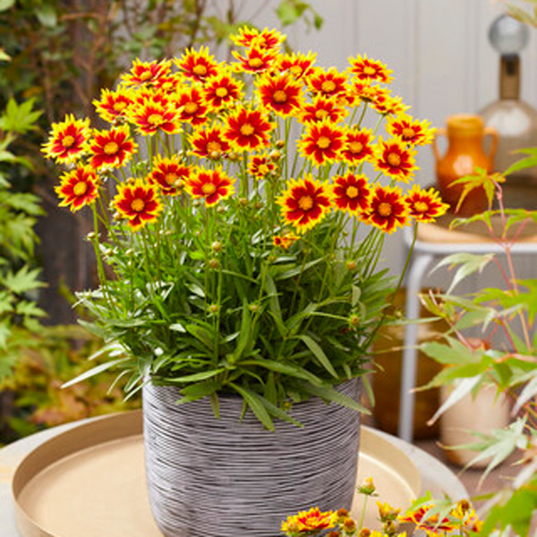 Coreopsis Solar Jewel Coreopsis Solar Jewel