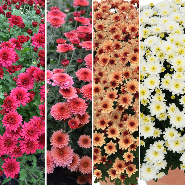 Garden Mum Chrysanthemum Collection 2 Garden Mum Chrysanthemum Collection 2