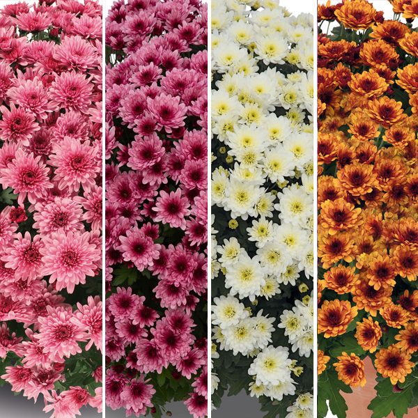 Garden Mum Chrysanthemum Collection 3 Garden Mum Chrysanthemum Collection 3