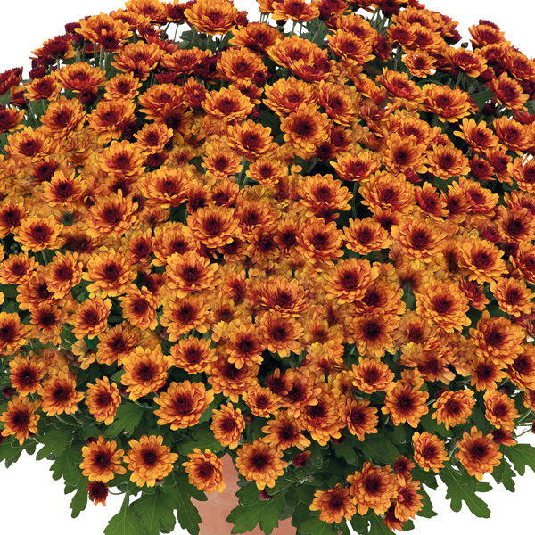 Garden Mum Chrysanthemum – Hourra Dark Orange Garden Mum Chrysanthemum – Hourra Dark Orange