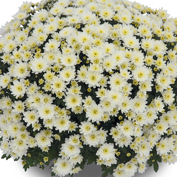 Garden Mum Chrysanthemum – Hourra White Garden Mum Chrysanthemum – Hourra White