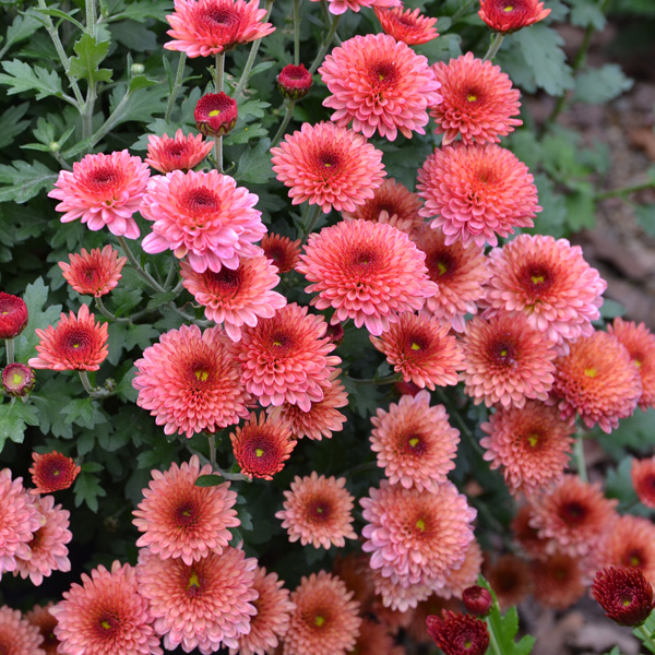 Garden Mum Chrysanthemum- Rasta Rose Garden Mum Chrysanthemum- Rasta Rose