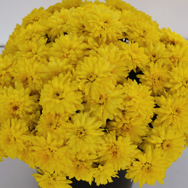 Garden Mum Chrysanthemum- Youpi Citron Garden Mum Chrysanthemum- Youpi Citron