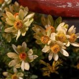 Leucadendron Discolour Male