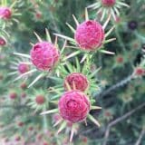 Leucadendron Jubilee Crown Leucadendron Jubilee Crown