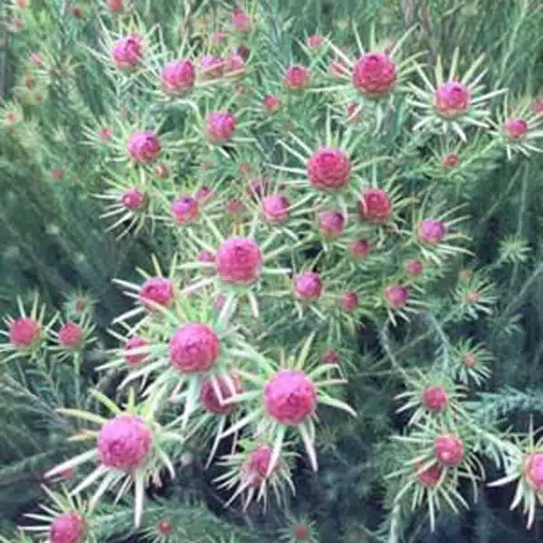 Leucadendron Jubilee Crown Leucadendron Jubilee Crown
