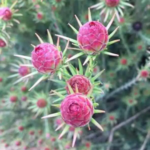 Leucadendron Jubilee Crown Leucadendron Jubilee Crown