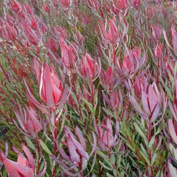 Leucadendron Red Countess Leucadendron Red Countess