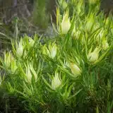 Leucadendron Yellow Countess Lpolcdyco - Garden Express Australia
