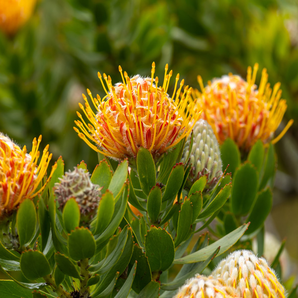 Leucospermum Mardi Gras Petite Leucospermum Mardi Gras Petite