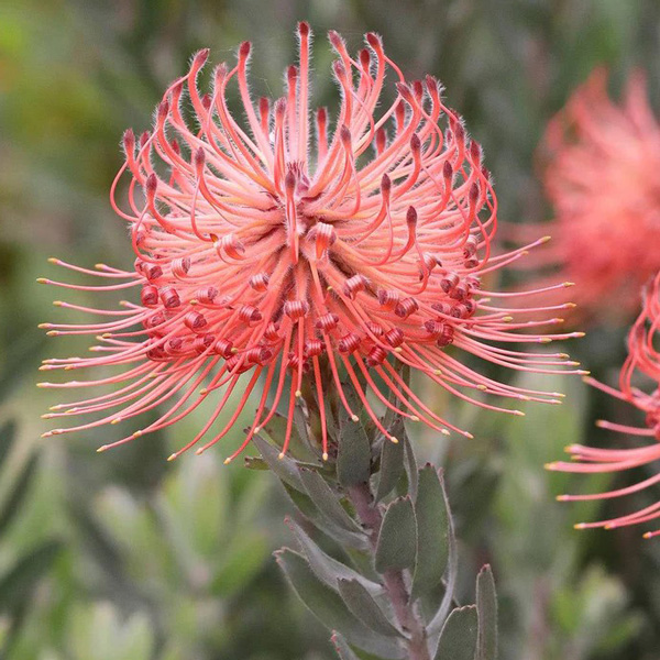 Leucospermum So Exotic Leucospermum So Exotic
