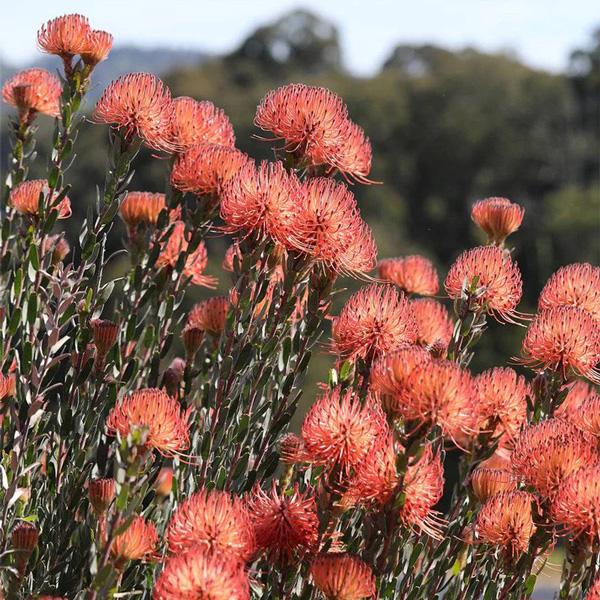 Leucospermum So Exotic Leucospermum So Exotic
