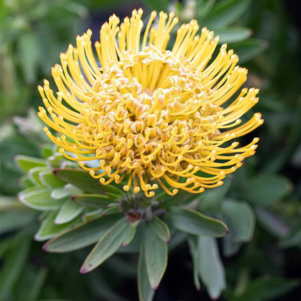Leucospermum So Majestic