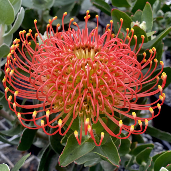 Leucospermum Vlam Leucospermum Vlam
