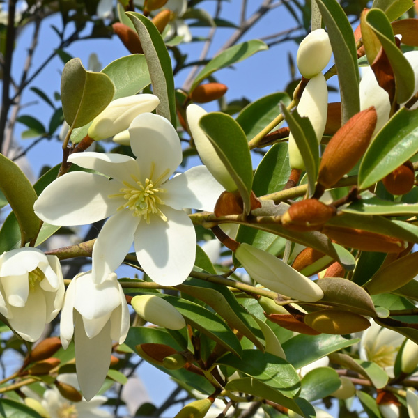 Michelia Scented Pearl Michelia Scented Pearl