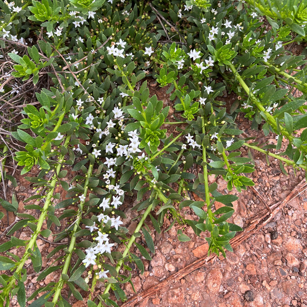 Myoporum Broad Leaf Creeping Boobialla White Myoporum Broad Leaf Creeping Boobialla White