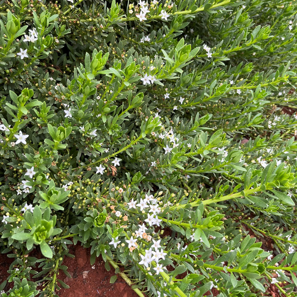 Starter Pack – Myoporum Broad Leaf Creeping Boobialla White Starter Pack – Myoporum Broad Leaf Creeping Boobialla White