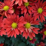 Pot Mum Chrysanthemum- Choke Red Pot Mum Chrysanthemum- Choke Red