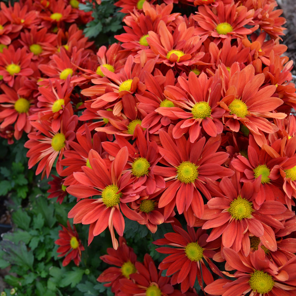 Pot Mum Chrysanthemum- Choke Red Pot Mum Chrysanthemum- Choke Red