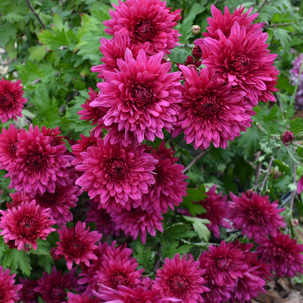 Pot Mum Chrysanthemum- Quadrille Purple Pot Mum Chrysanthemum- Quadrille Purple