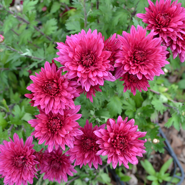 Pot Mum Chrysanthemum- Quadrille Purple Pot Mum Chrysanthemum- Quadrille Purple
