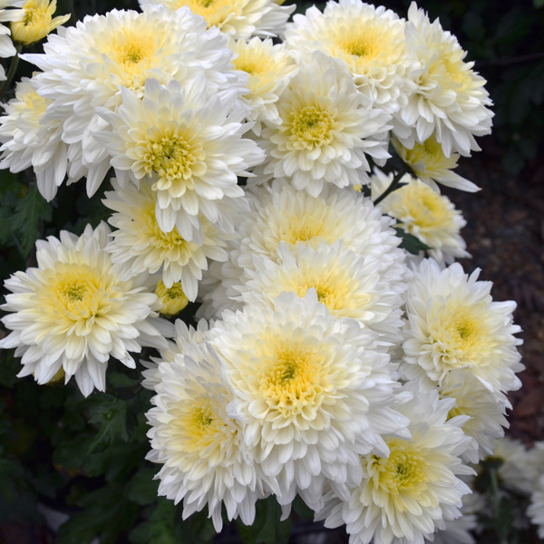 Pot Mum Chrysanthemum- Reggae White Pot Mum Chrysanthemum- Reggae White