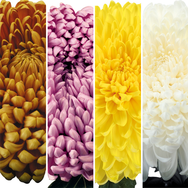 Pot Mum Kena Chrysanthemum Collection Pot Mum Kena Chrysanthemum Collection