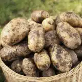 Potato Delaware Pkcspdel - Garden Express Australia
