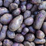 Potato Imperial Blue Pkcspibl - Garden Express Australia
