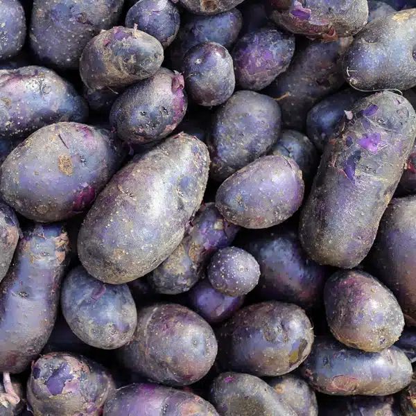 Certified Seed Potato Imperial Blue Certified Seed Potato Imperial Blue