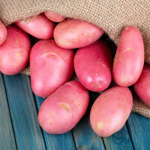 Certified Seed Potato Rodeo Certified Seed Potato Rodeo
