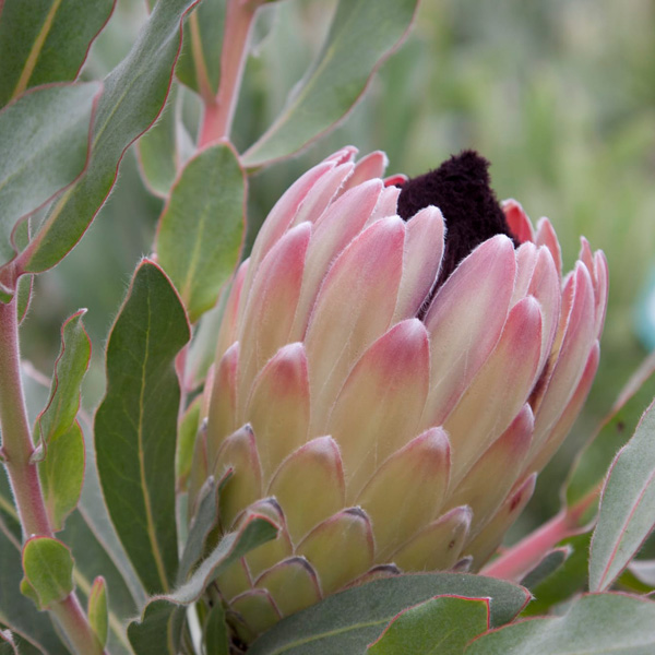 Protea Australis Passion