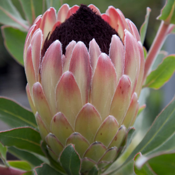 Protea Australis Passion