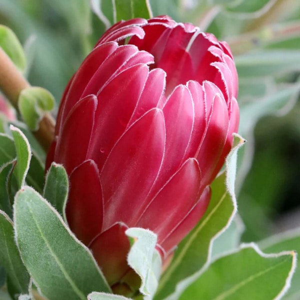 Protea Brenda Protea Brenda
