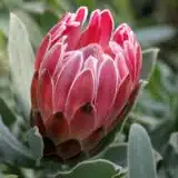 Protea Christine P10prochr - Garden Express Australia