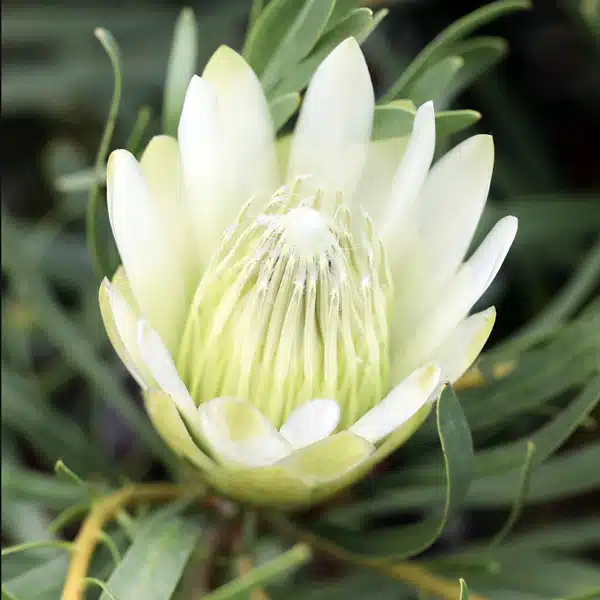 Protea Honeyglow Protea Honeyglow