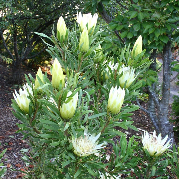 Protea Honeyglow