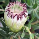 Protea Limelight Protea Limelight