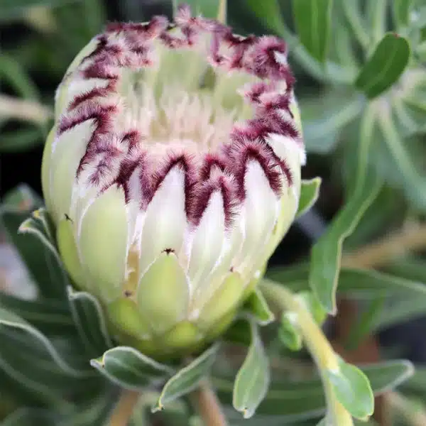 Protea Limelight Protea Limelight