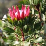 Protea Madiba (Pbr) Protea Madiba (Pbr)