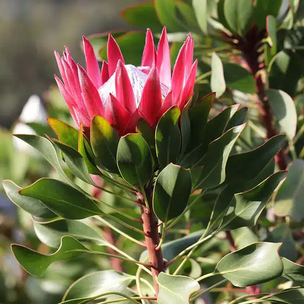 Protea Madiba (Pbr) Protea Madiba (Pbr)