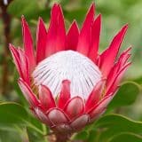 Protea Madiba (Pbr) Protea Madiba (Pbr)
