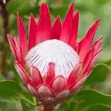 Protea Madiba (Pbr) Protea Madiba (Pbr)