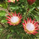 Protea Madiba (Pbr) Protea Madiba (Pbr)