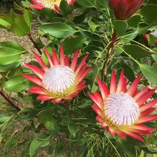 Protea Madiba (Pbr) Protea Madiba (Pbr)