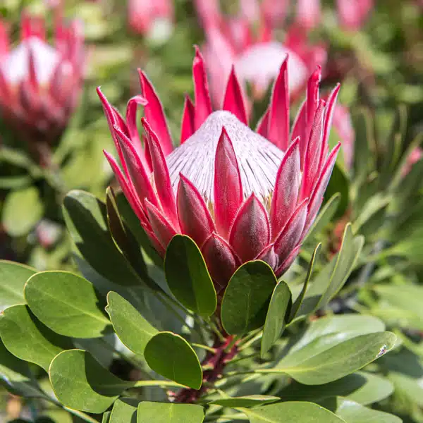 Protea Pink Crown Protea Pink Crown